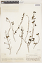 Comolia nummularioides image