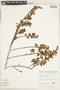 Comolia ovalifolia image