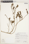 Comolia ovalifolia image