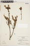 Comoliopsis montana image