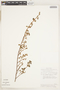 Comolia microphylla image