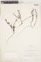 Comolia leptophylla image