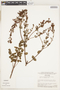 Fritzschia lanceiflora image