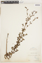 Fritzschia lanceiflora image