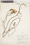 Comoliopsis coriacea image