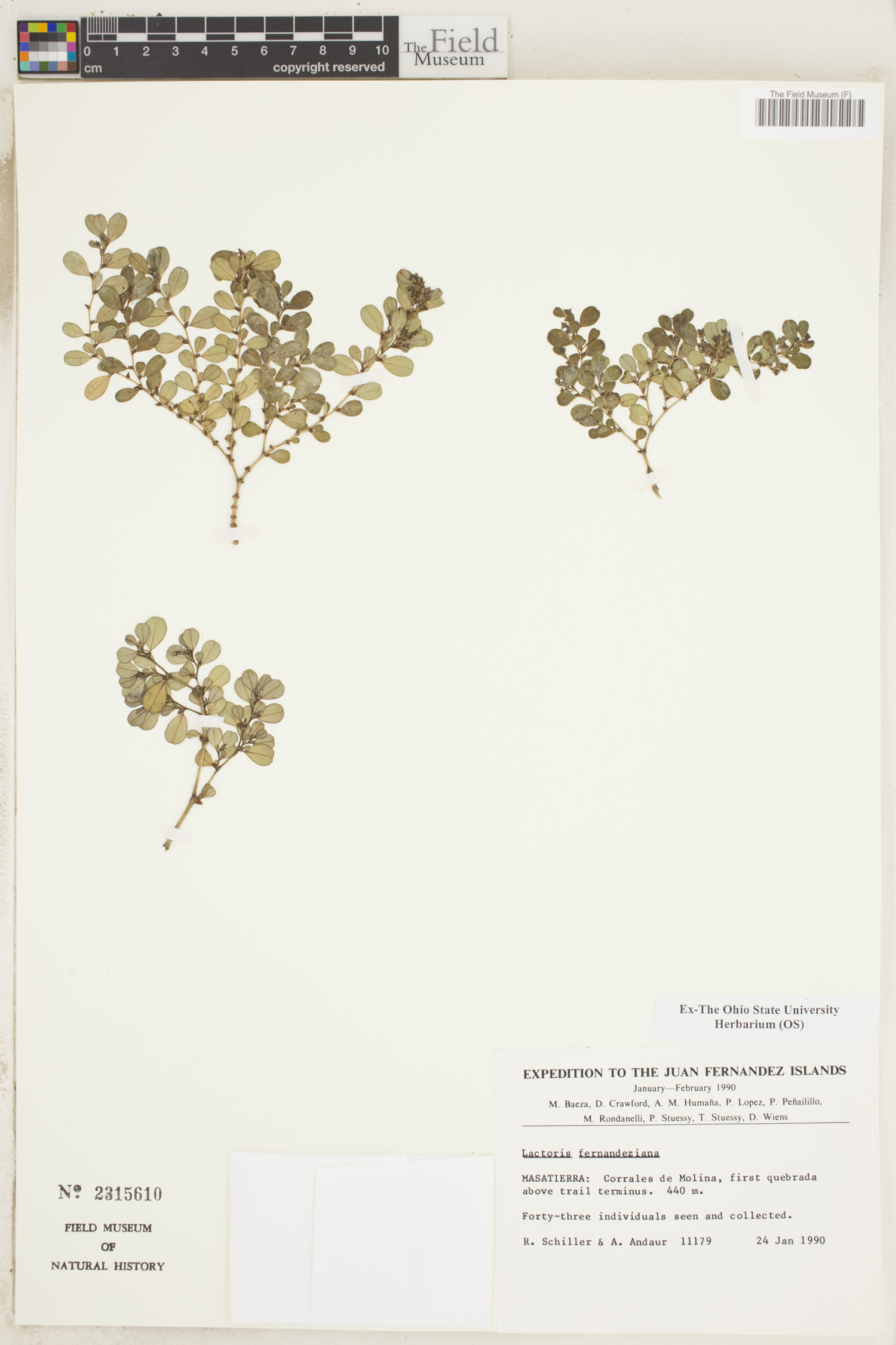 Lactoridaceae image