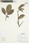 Pouteria filipes image