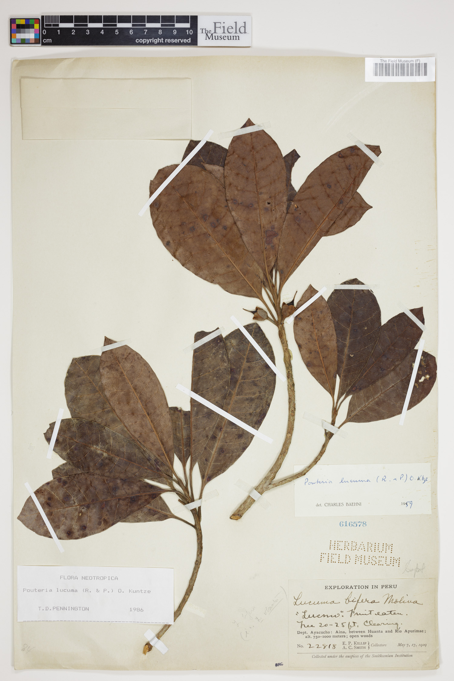 Pouteria lucuma image