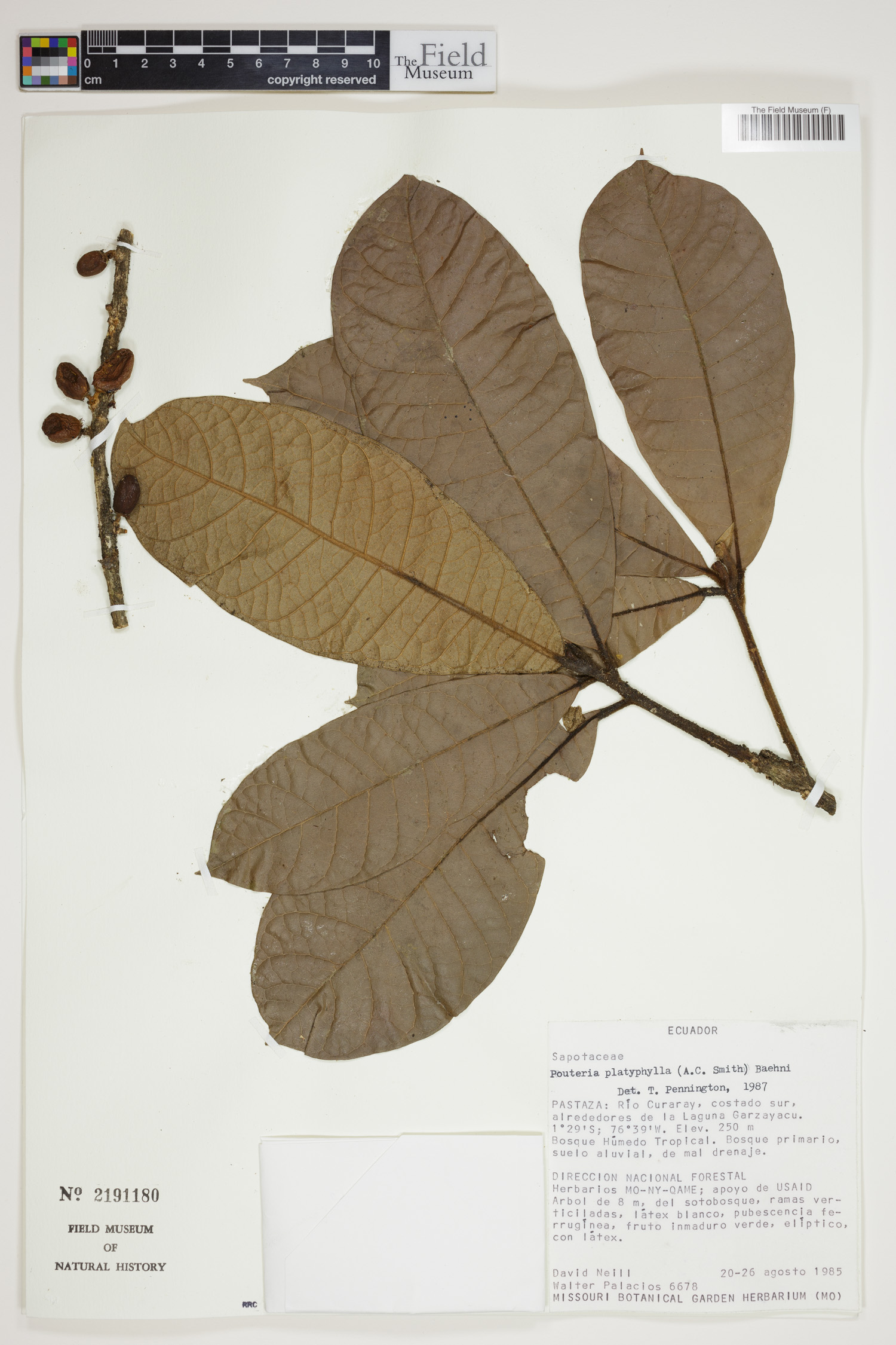 Pouteria platyphylla image