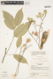 Leonia occidentalis image