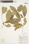Rinorea viridifolia image