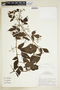 Cissus apendiculata image