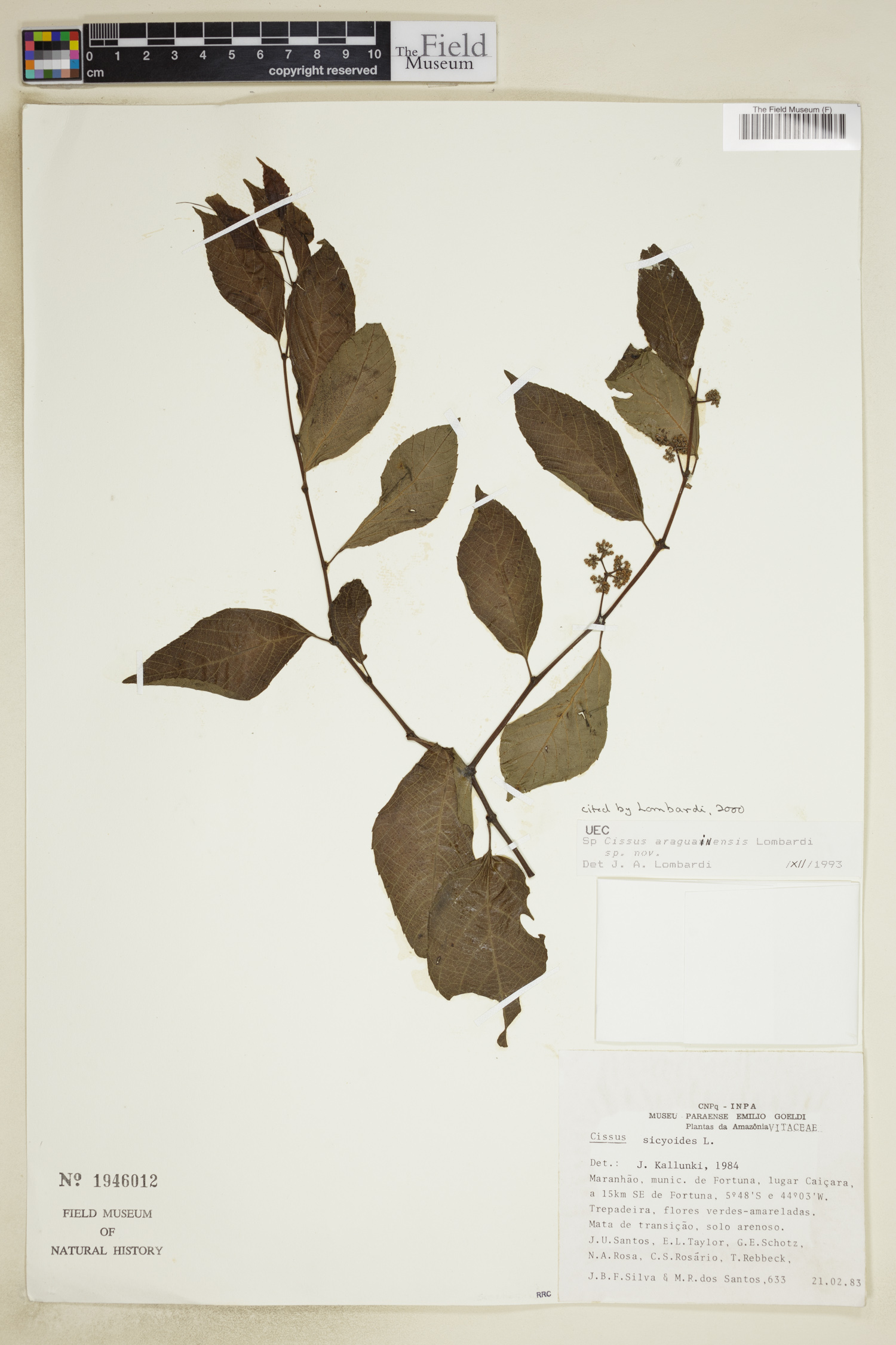 Cissus araguainensis image