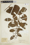 Cissus fusifolia image