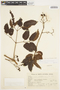 Cissus paullinifolia image