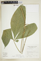 Angostura longiflora image