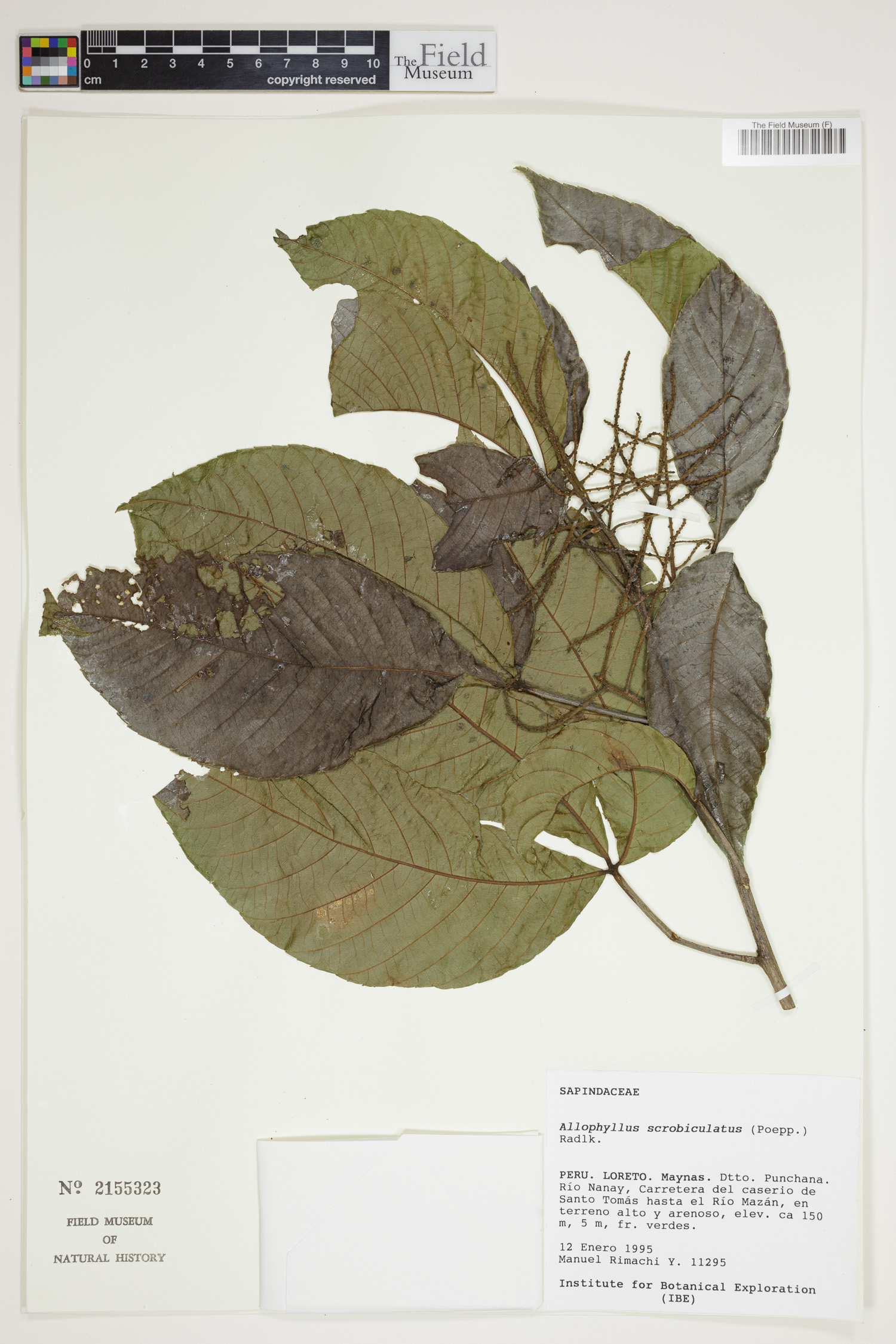 Allophylus scrobiculatus image