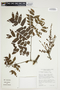 Dilodendron bipinnatum image