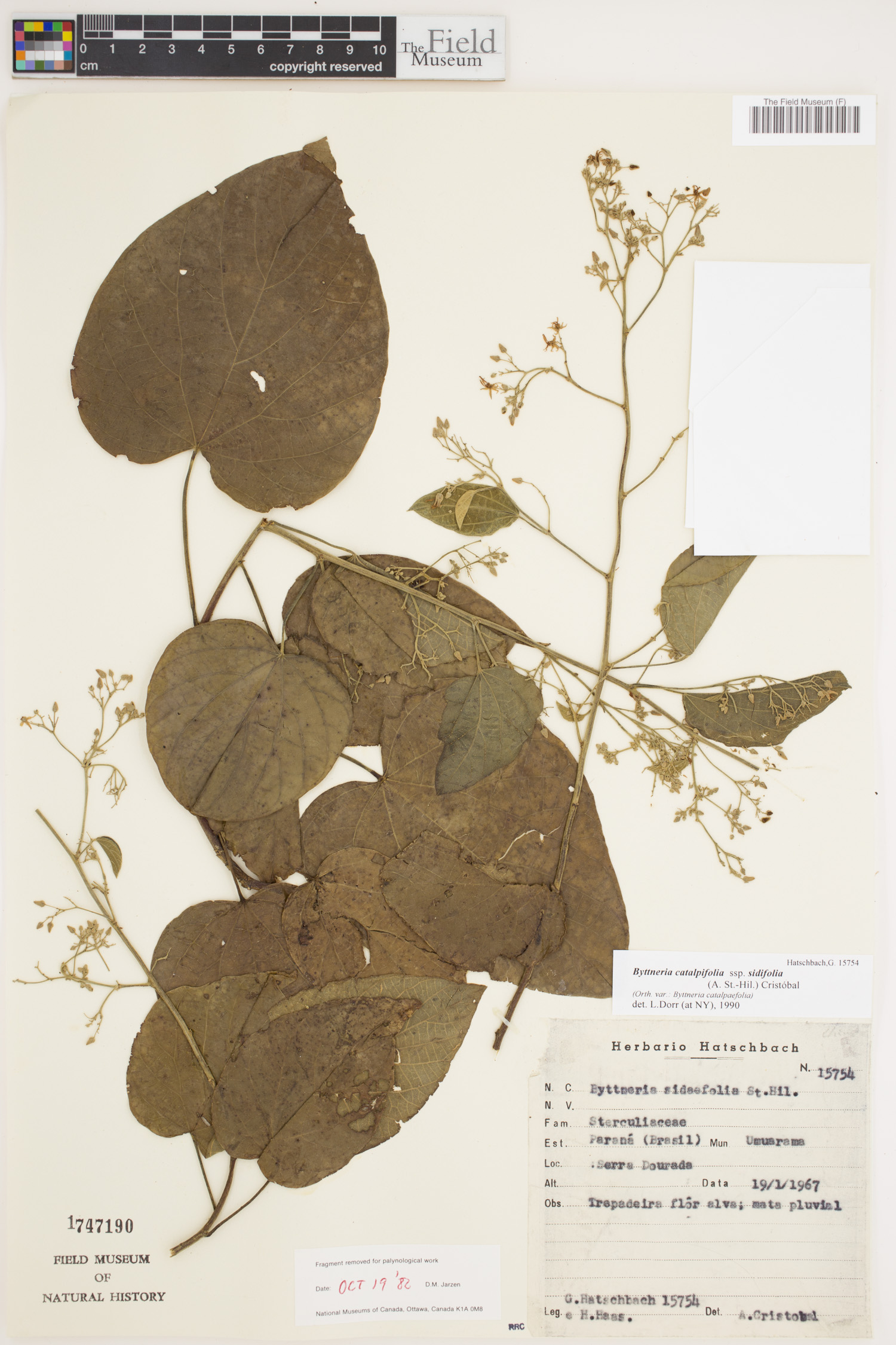 Byttneria catalpifolia subsp. sidifolia image