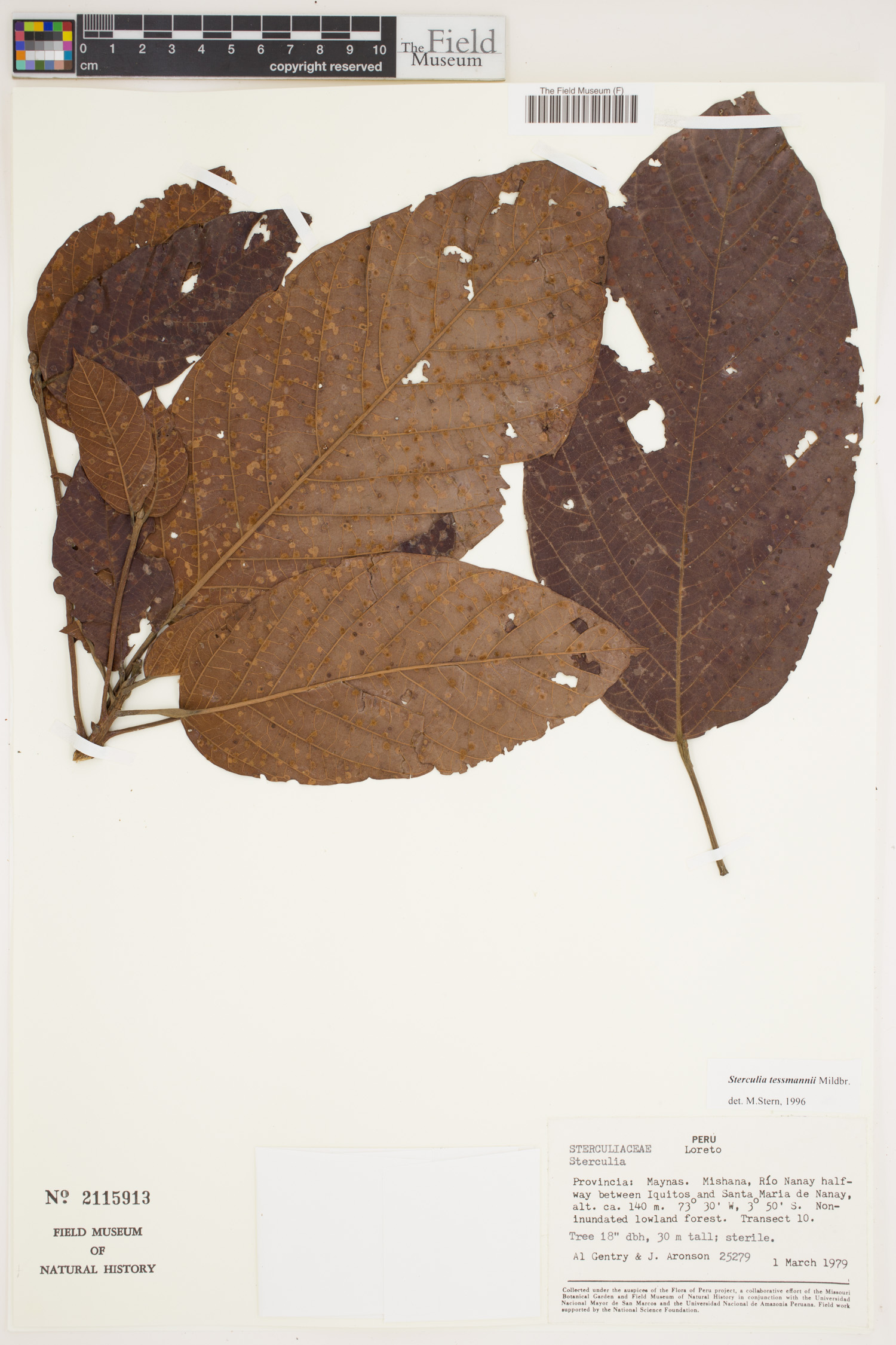Sterculia tessmannii image