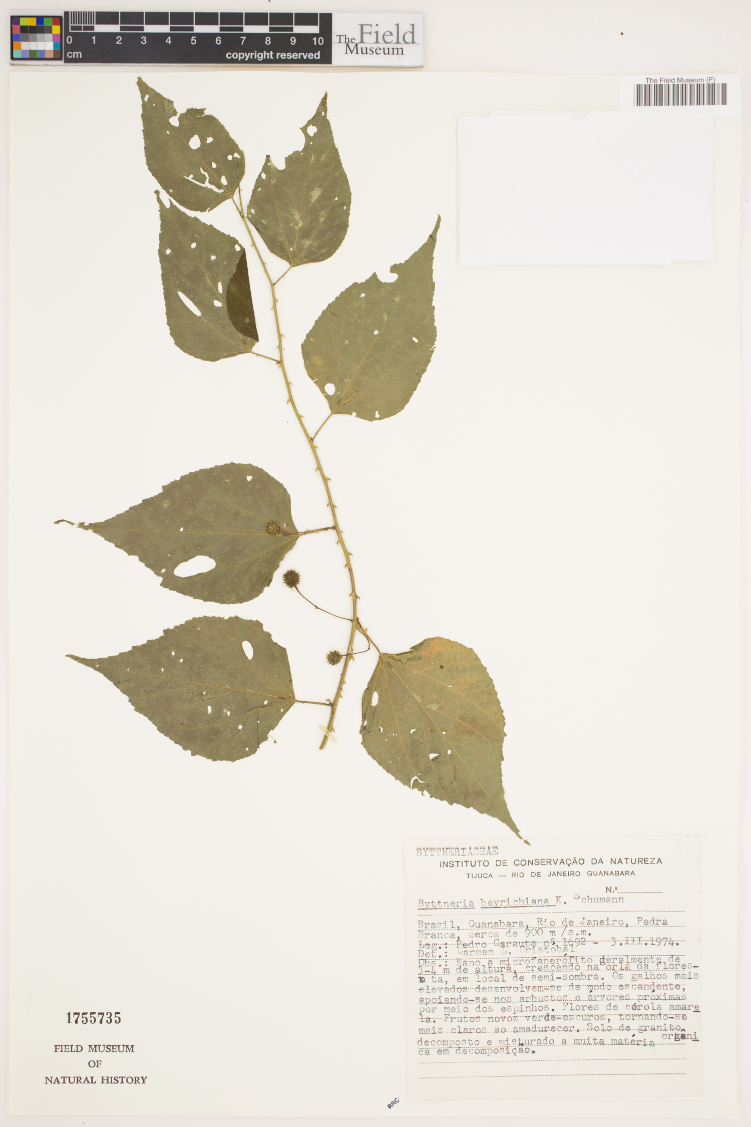 Byttneria beyrichiana image