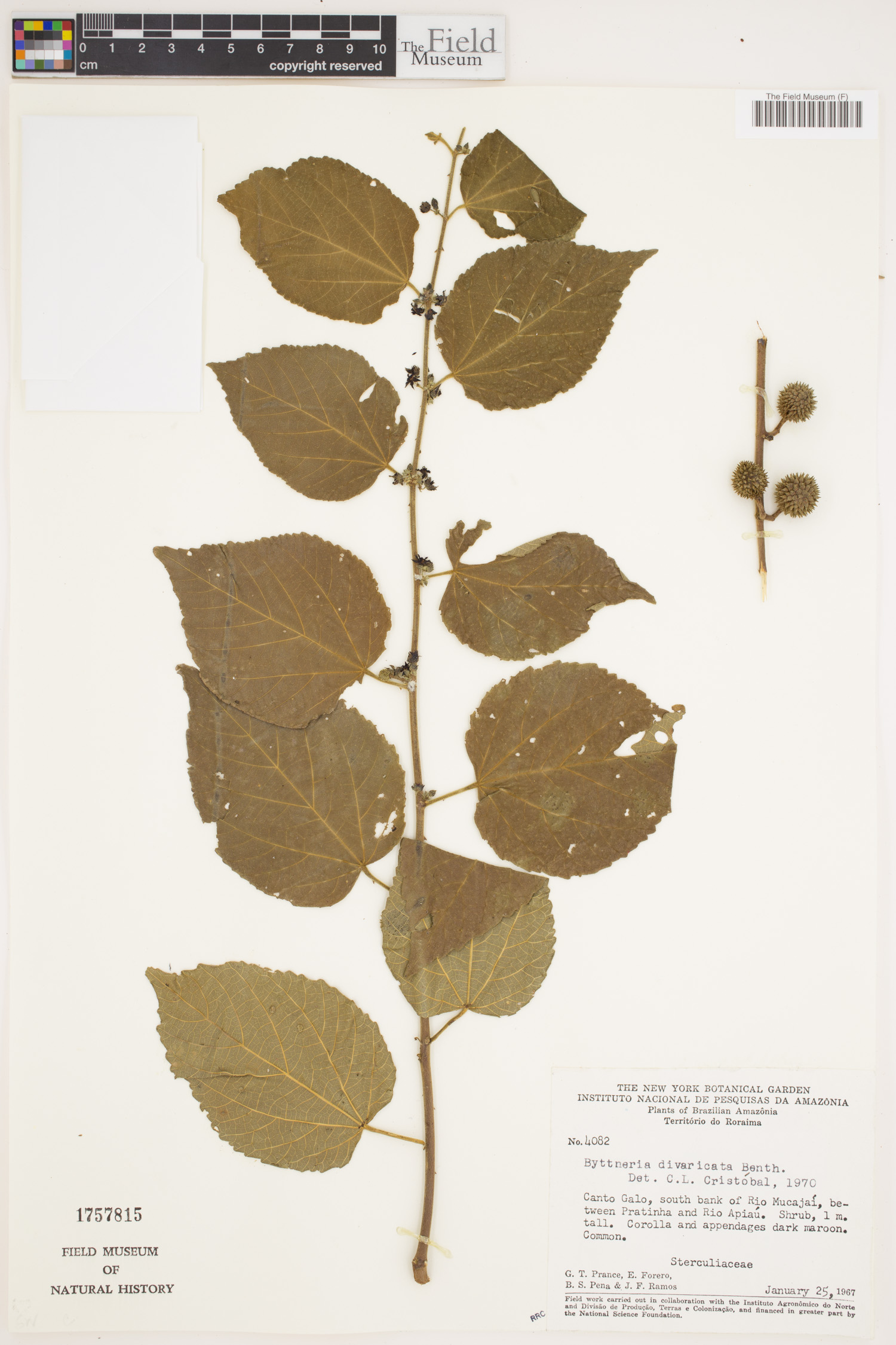 Byttneria divaricata image