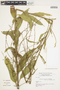Byttneria palustris image