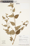 Waltheria viscosissima image