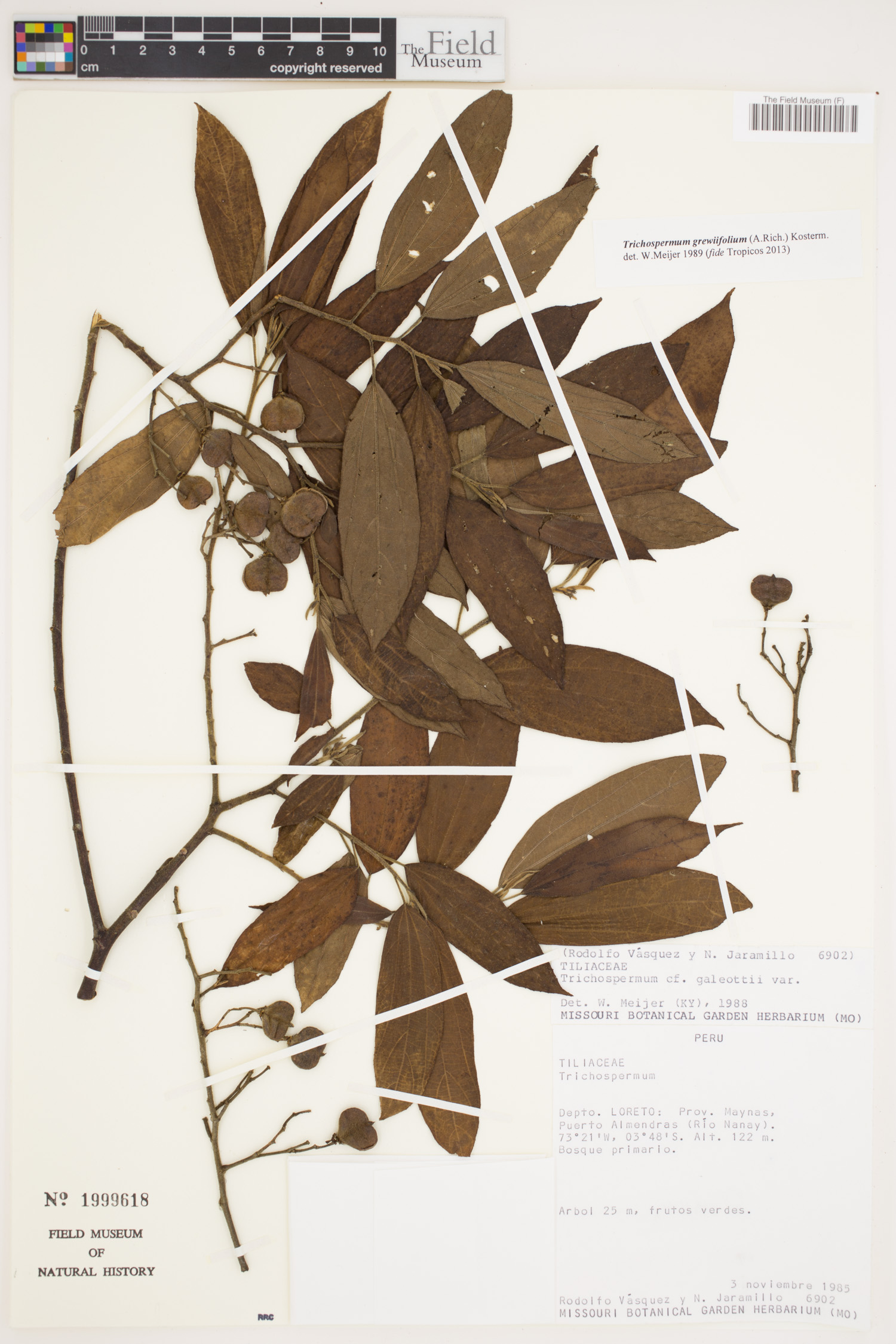 Trichospermum grewiifolium image