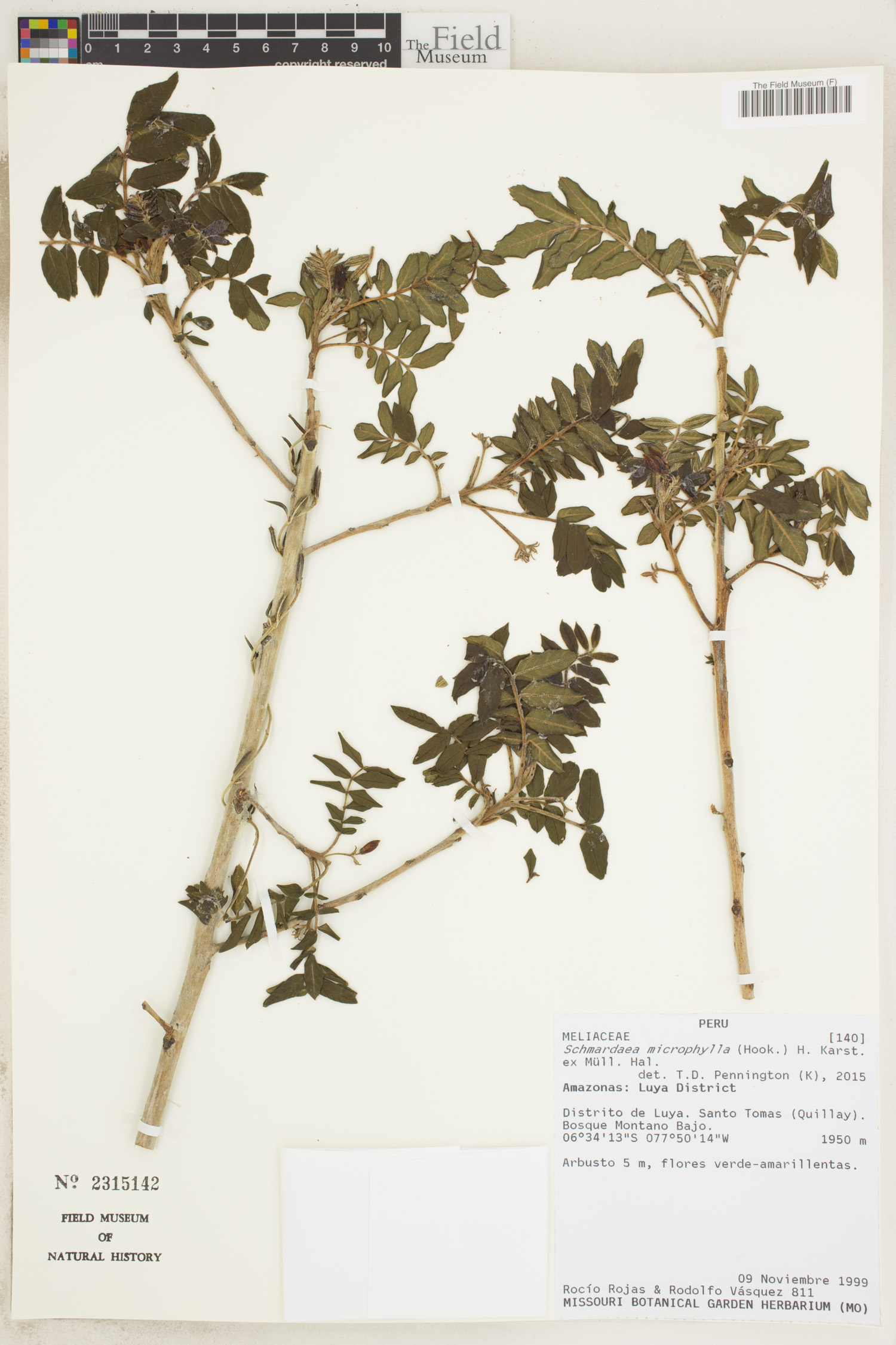 Schmardaea microphylla image