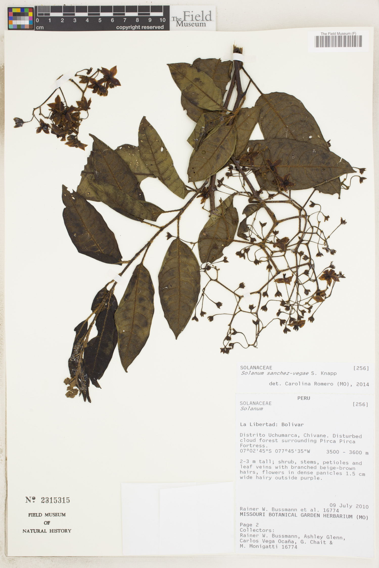 Solanum sanchez-vegae image