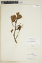 Myrsine ovalifolia image