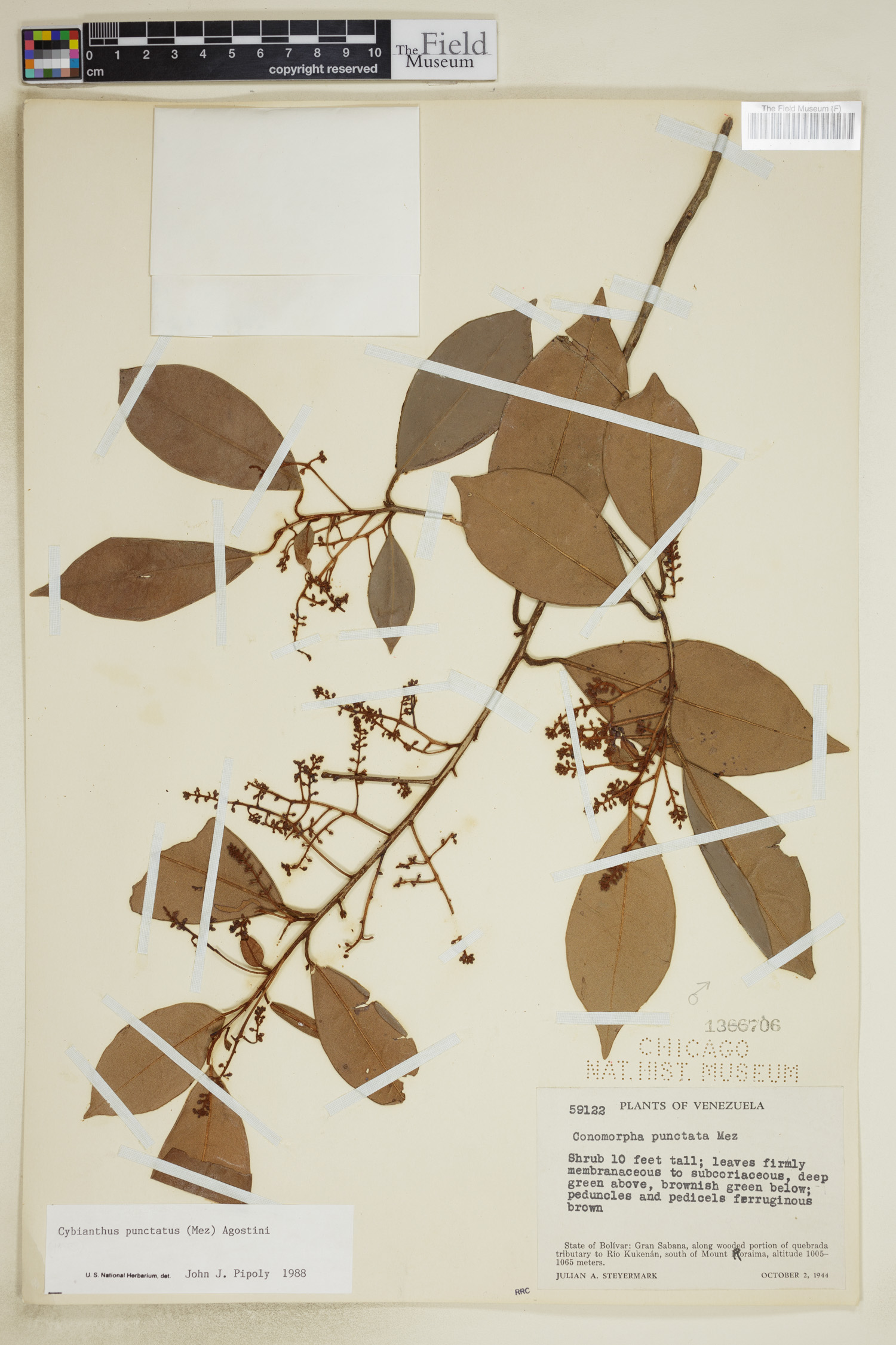 Cybianthus punctatus image