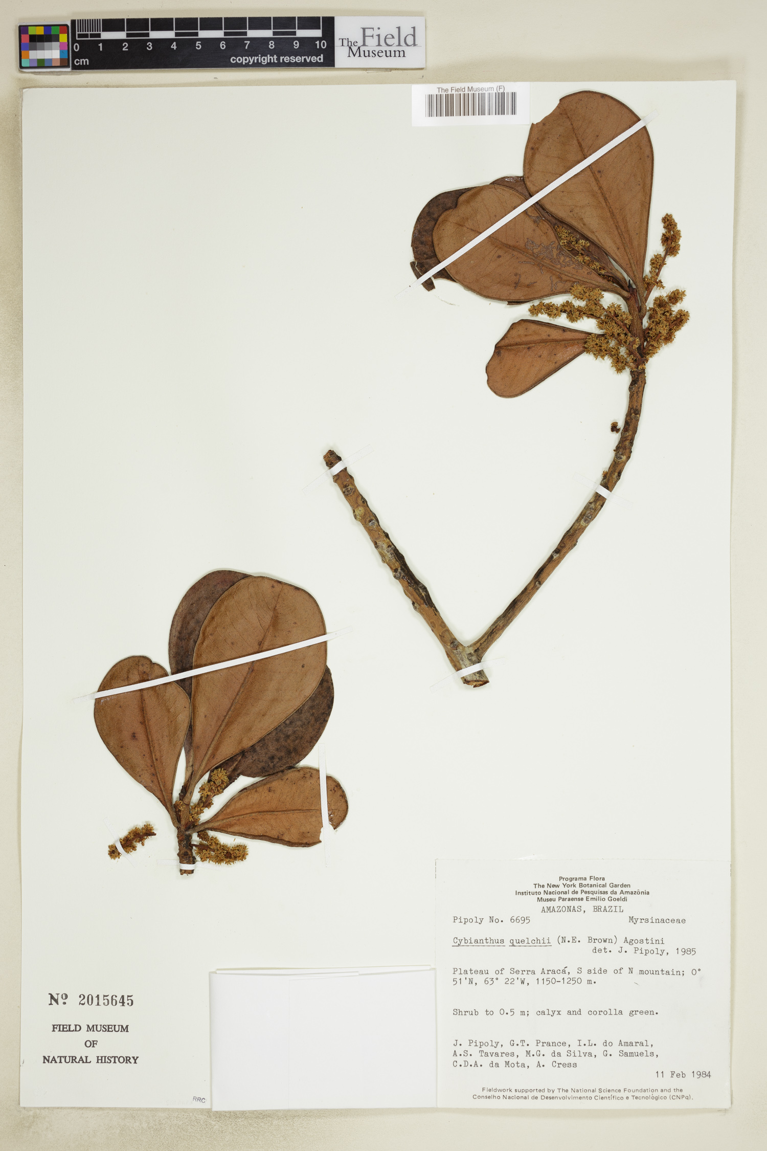 Cybianthus quelchii image