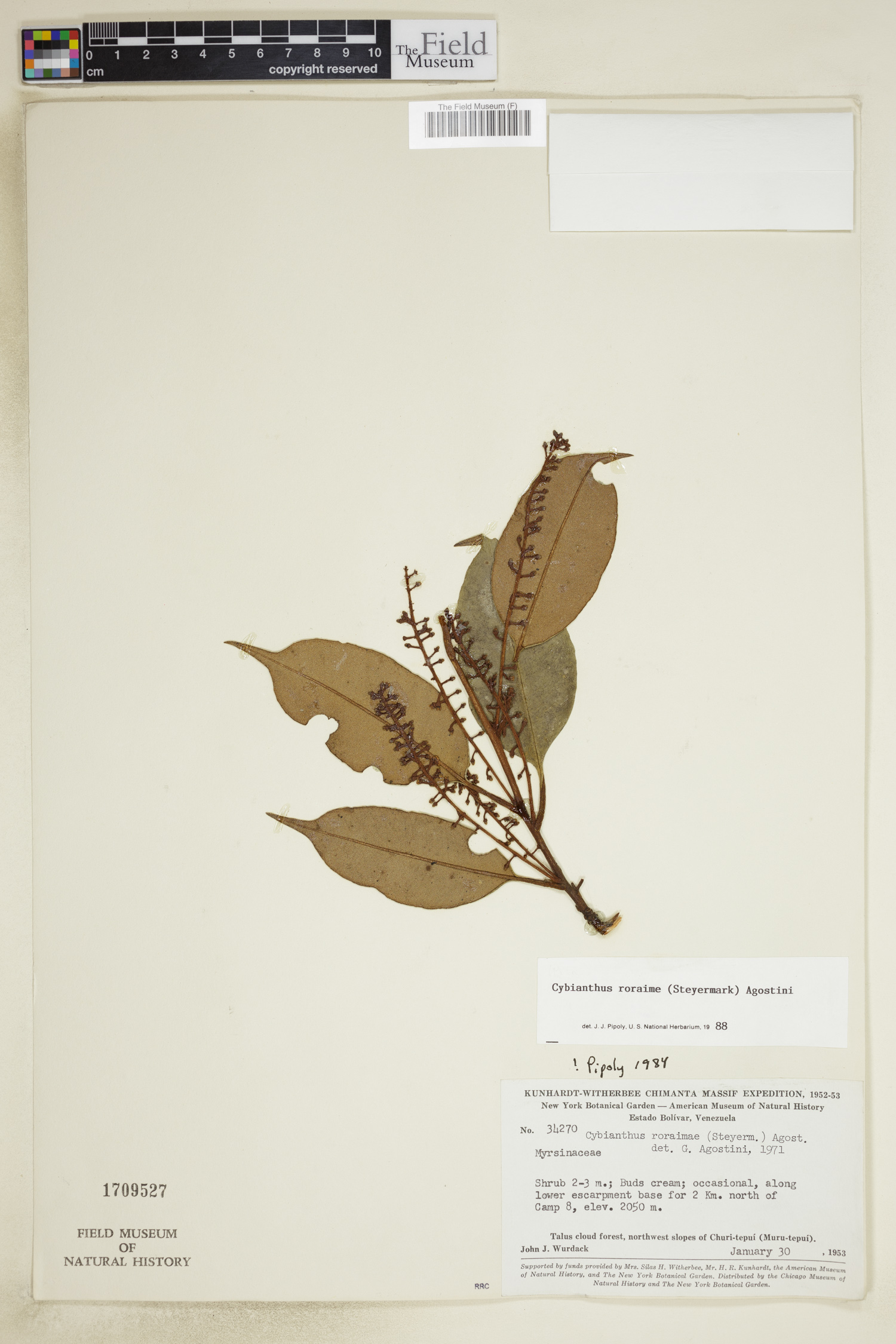 Cybianthus roraimae image