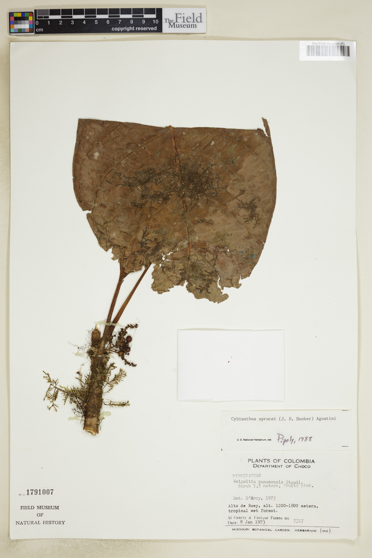 Cybianthus sprucei image
