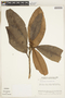 Geissanthus floribundus image
