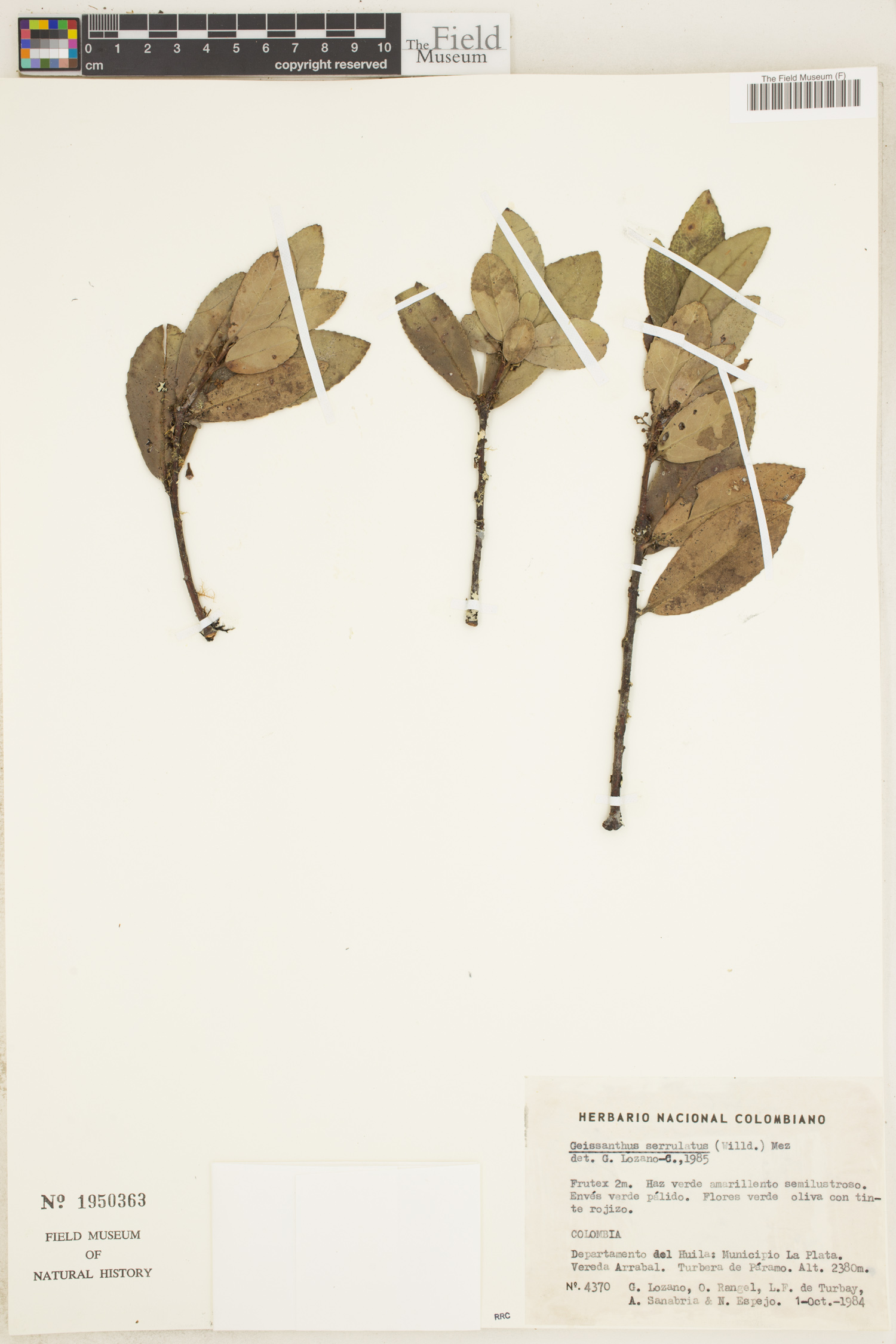 Geissanthus serrulatus image