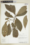 Myrsine latifolia image