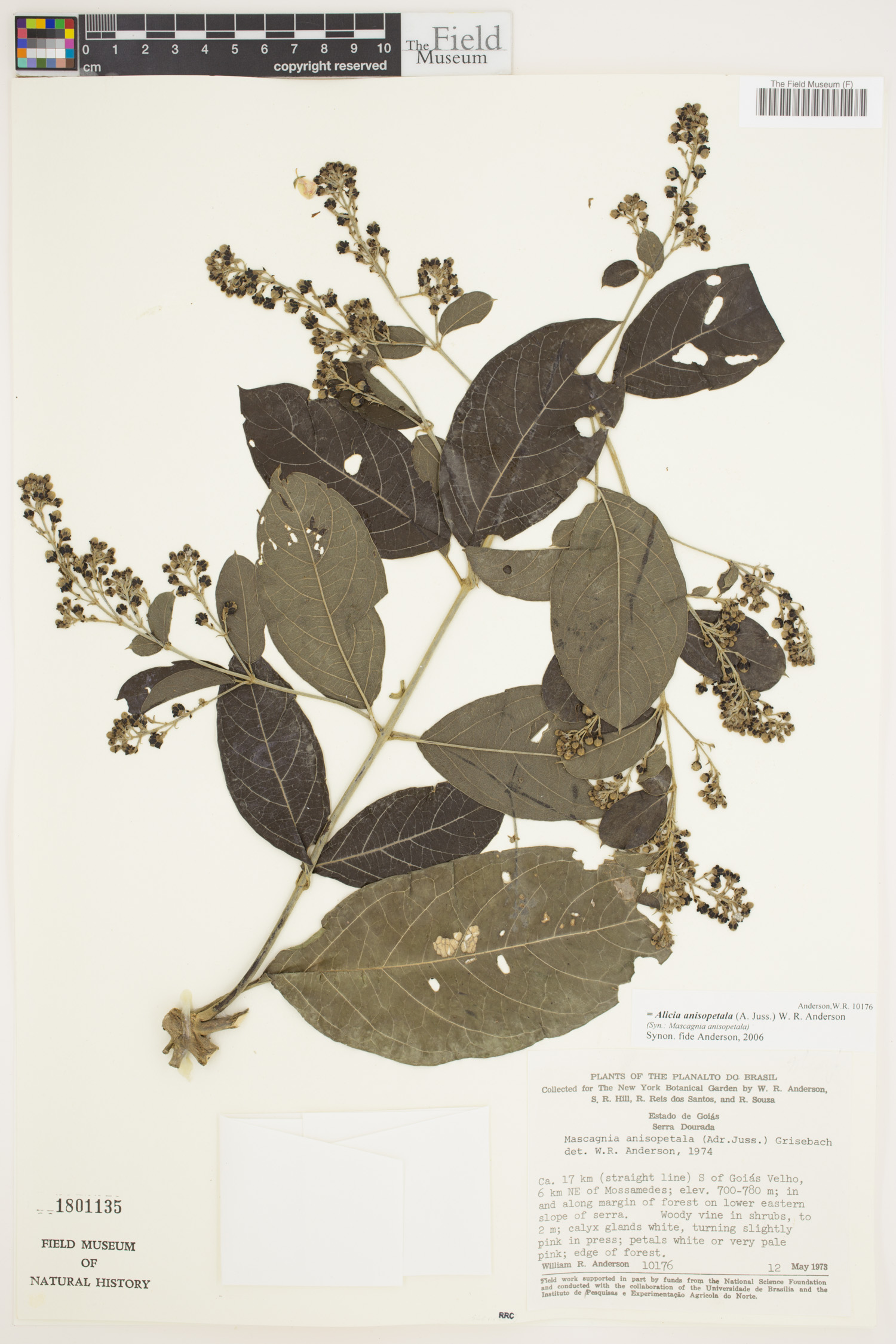 Alicia anisopetala image