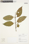 Banisteriopsis caapi image