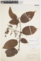 Banisteriopsis padifolia image