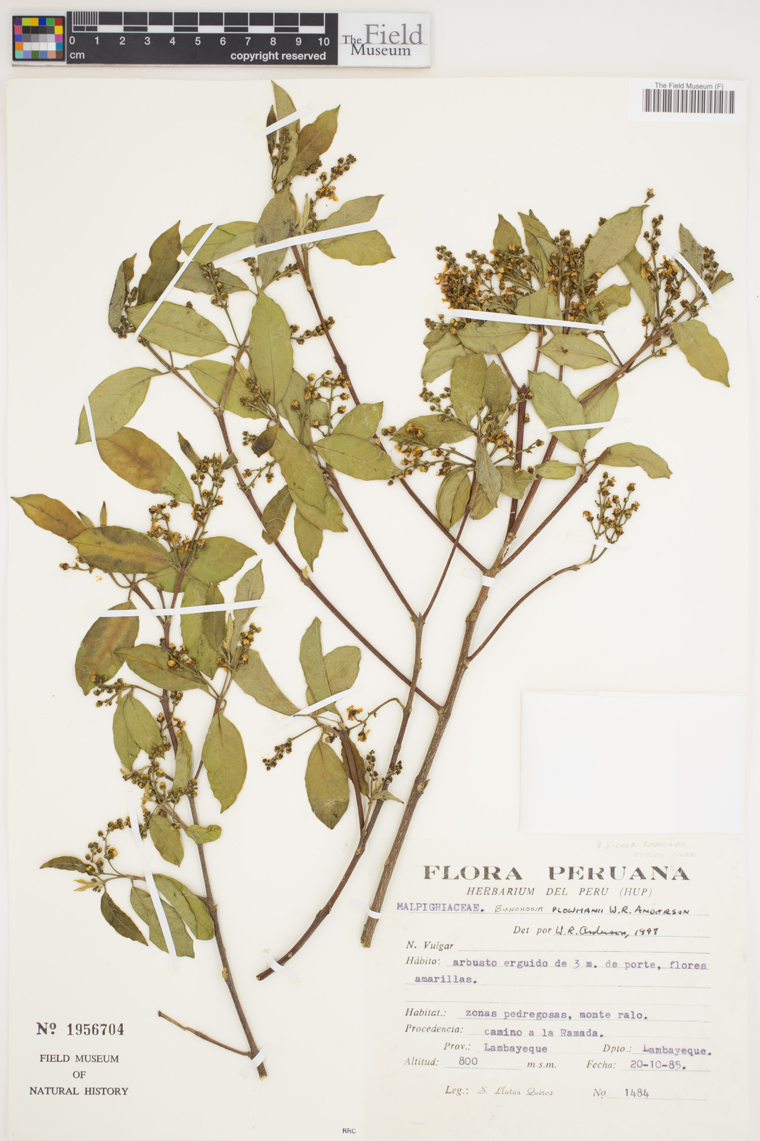 Bunchosia plowmanii image