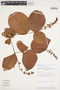 Byrsonima coccolobifolia image