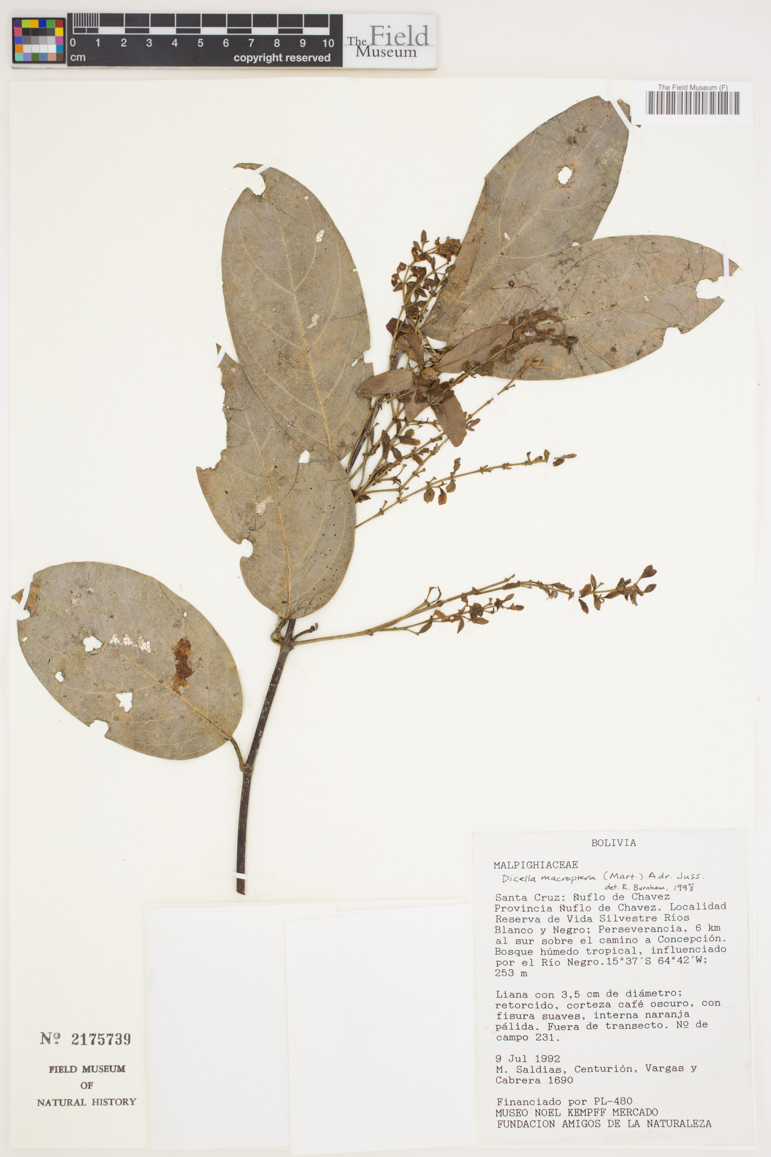 Dicella macroptera image