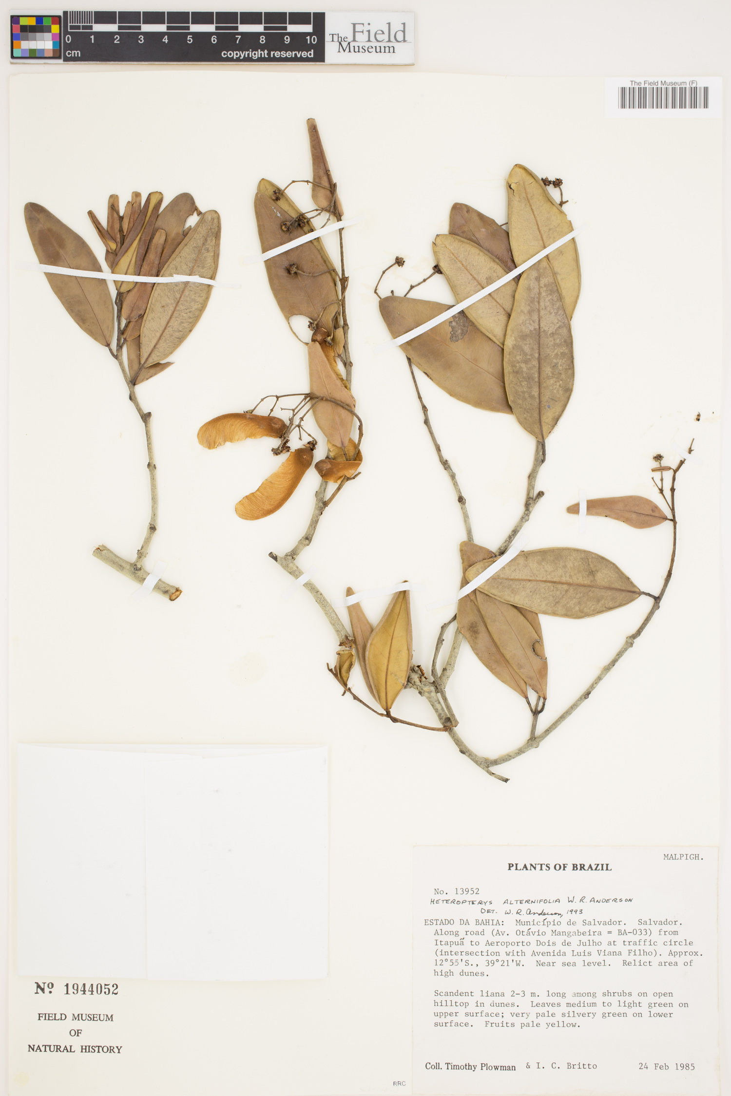 Heteropterys alternifolia image