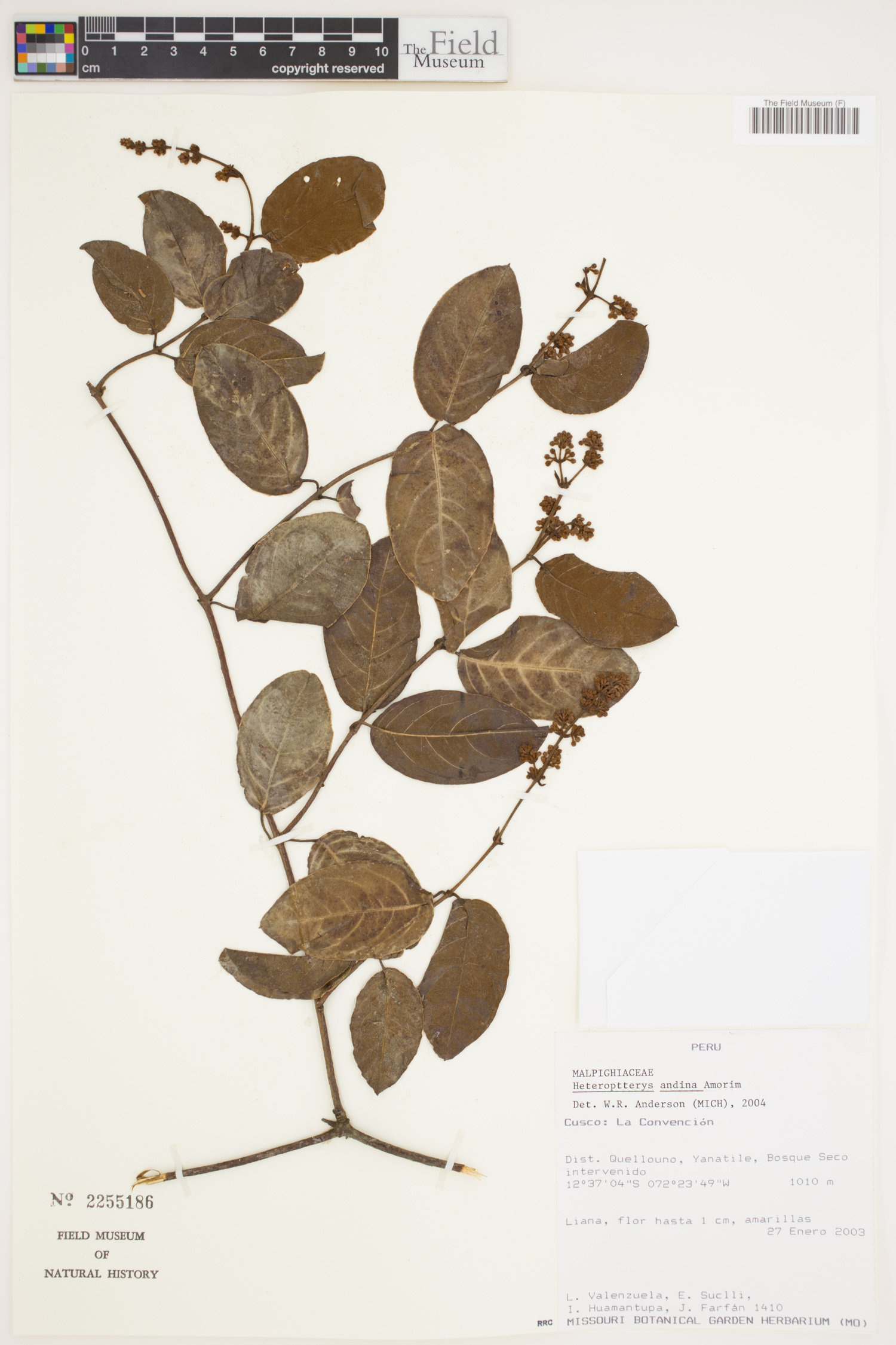 Heteropterys andina image