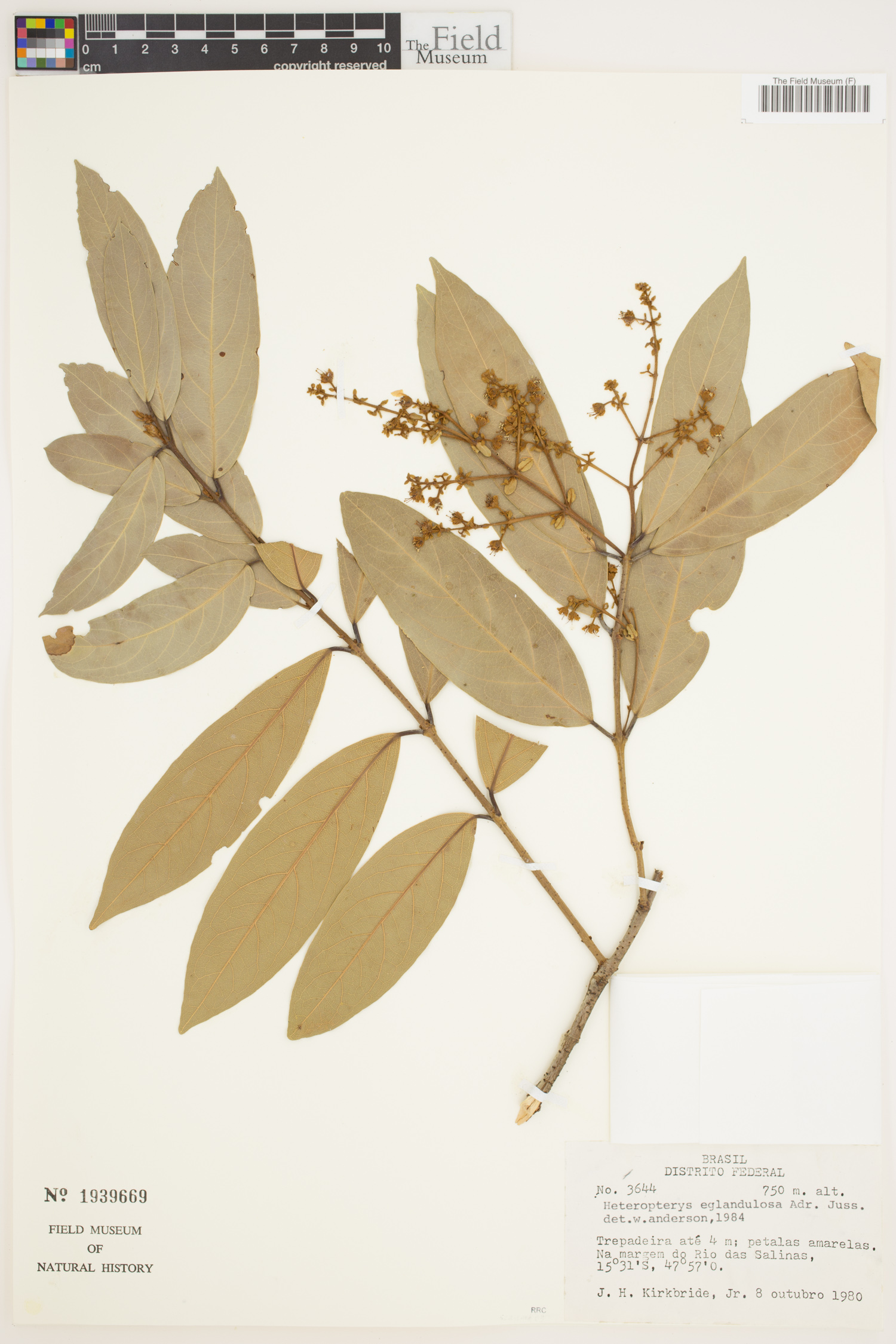 Heteropterys eglandulosa image