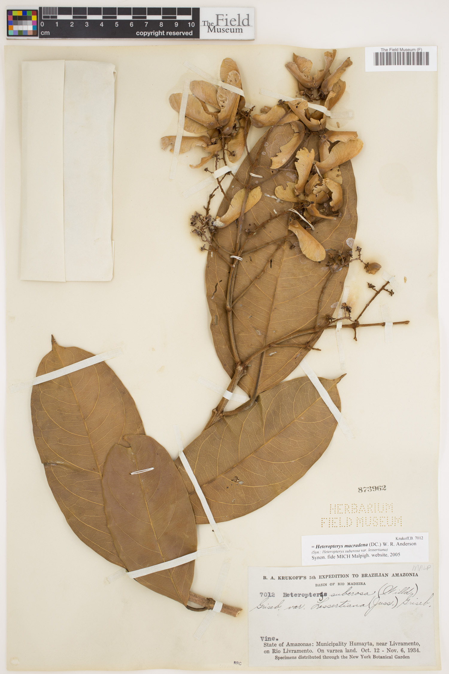 Heteropterys macradena image