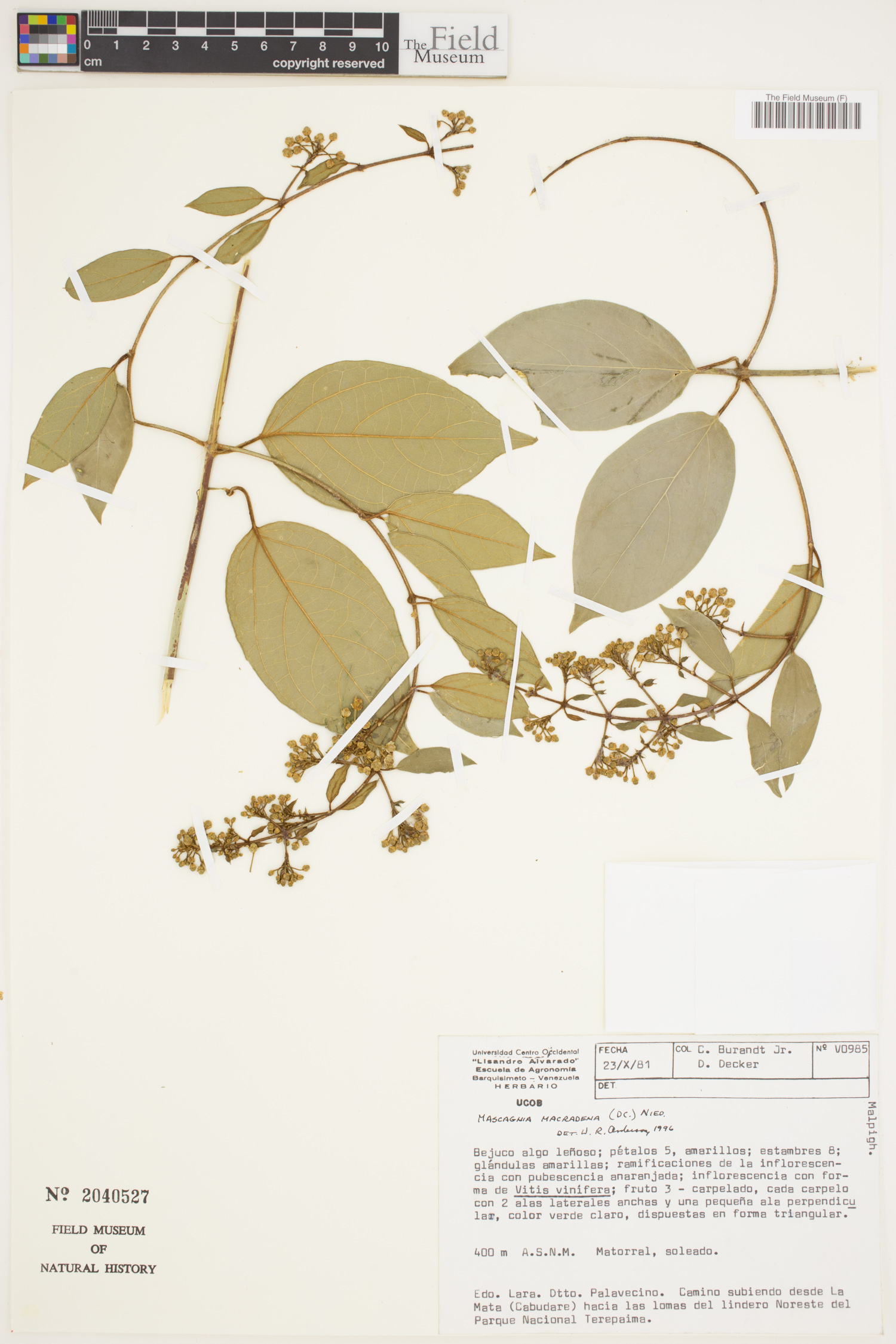 Mascagnia macradena image
